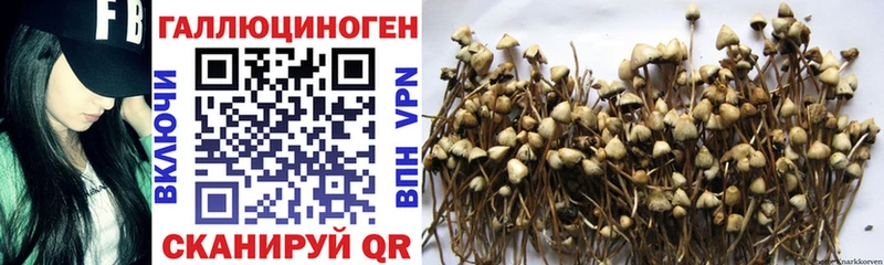 Псилоцибиновые грибы GOLDEN TEACHER  Руза 